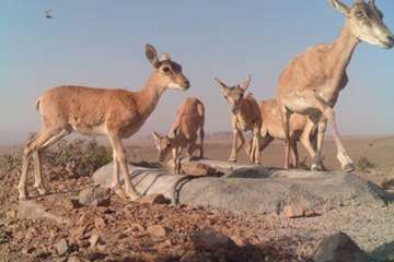 حیات وحش شاهرود- خارتوران