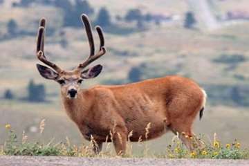 تصاویز زیبای آهو