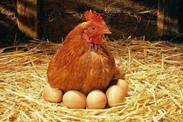 تصاویر زیبا و جذاب از نژادهای مختلف مرغ
