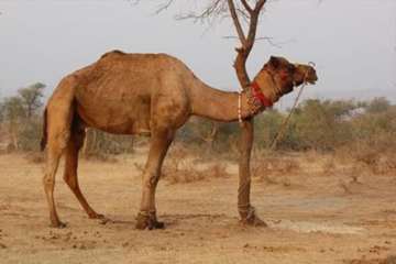 تصاویر زیبا و دیدنی از شترها