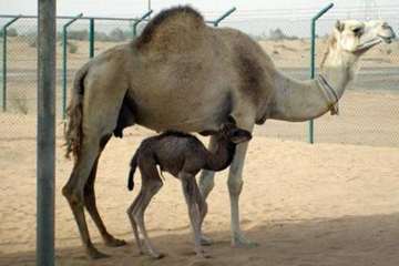 تصاویر زیبا و دیدنی از شترها