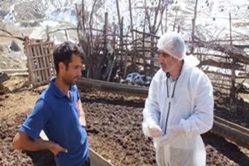 معاینه دام مریض توسط دکترسعیدی مدیرکل دامپزشکی استان ،دریکی ازروستاهای استان سمنان