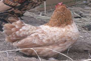 مرغ های زینتی