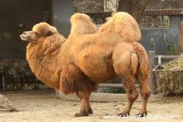 تصاویر زیبا و دیدنی از شترها