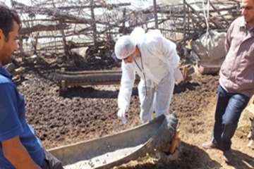 معاینه دام مریض توسط دکترسعیدی مدیرکل دامپزشکی استان ،دریکی ازروستاهای استان سمنان