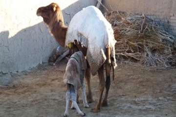 شتر منطقه خارتوران شاهرود
