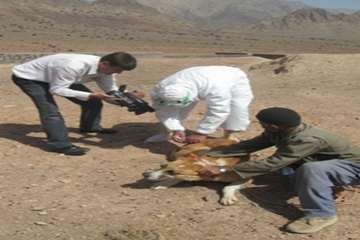 مصاحبه مدیر کل دامپزشکی استان سمنان در خصوص واکسیناسیون