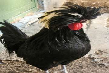 مرغ های زینتی