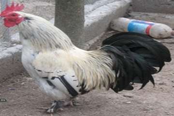مرغ های زینتی
