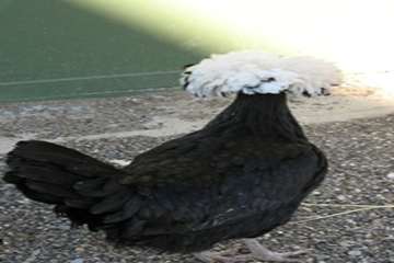 مرغ های زینتی