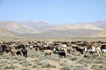 گله دام عشایری 