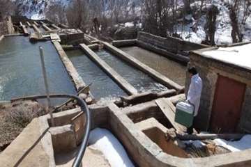 نمونه برداری ازمزارع ماهی روستای ملاده ،شهرستان مهدیشهر