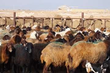 گله دام عشایری 