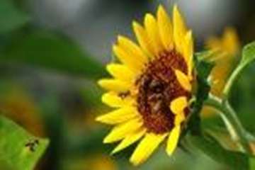 تصاویر زیبا و دیدنی از زنبورعسل 
