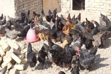 گزارش مستندآموزشی طیور بومی برنامه درشب صداوسینا ی سمنان 4بهمن 95 