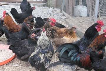مرغ های زینتی