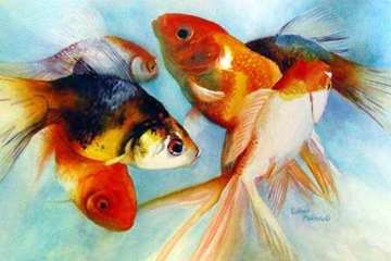 ماهی قرمز