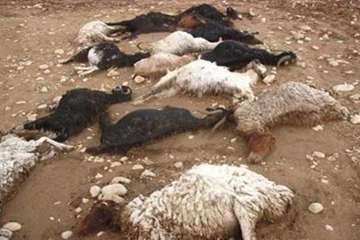 تب برفکی