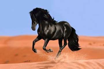 تصاویر زیبا و دیدنی از اسب ها