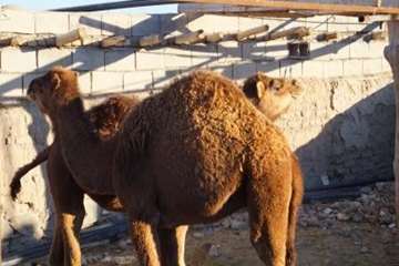 شتر منطقه خارتوران شاهرود