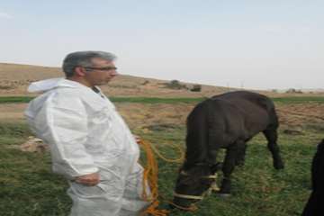 مصاحبه مدیر کل دامپزشکی استان سمنان در خصوص تست مشمشه