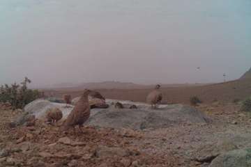 حیات وحش شاهرود- خارتوران