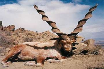 تصاویردیدنی بز