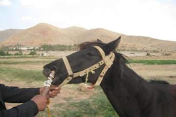 مصاحبه مدیر کل دامپزشکی استان سمنان در خصوص تست مشمشه