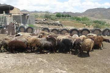  واکسیناسیون آیله وشاربن