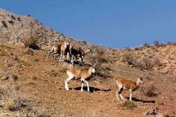 حیات وحش شاهرود- خارتوران