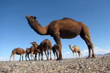 تصاویر زیبا و دیدنی از شترها