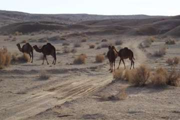 شتر منطقه خارتوران شاهرود