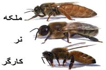 زنبور عسل