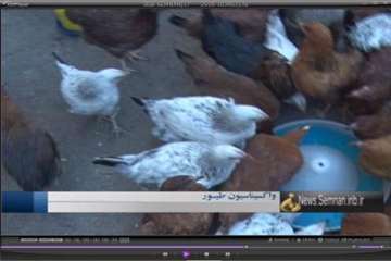 گزارش تلوزیونی افتتاح واکسیناسیون طیور روستایی شهرستان مهدیشهر 3/9/95