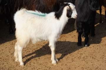 گله دام عشایری 