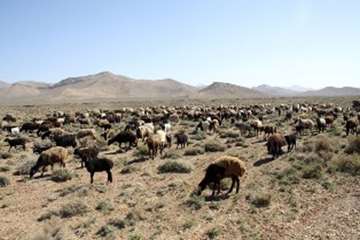گله دام عشایری 