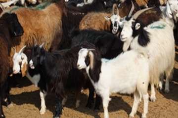 گله دام عشایری 