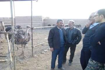 بازدید مدیرکل دامپزشکی استان سمنان از مزرعه پرورش شتر مرغ دهستان طرودشهرستان شاهرود 27/10/95