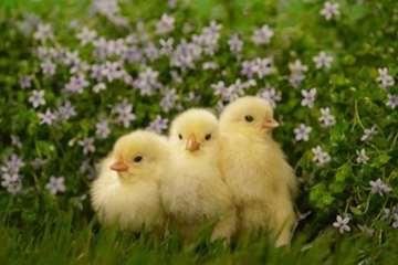 تصاویر زیبا و دیدنی از جوجه ها