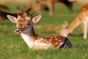 تصاویز زیبای آهو