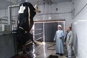 بازدید سرپرست دفتر نمایندگی ولی فقیه اداره کل دامپزشکی استان سمنان از کشتار گاه دام شهرستان دامغان 2