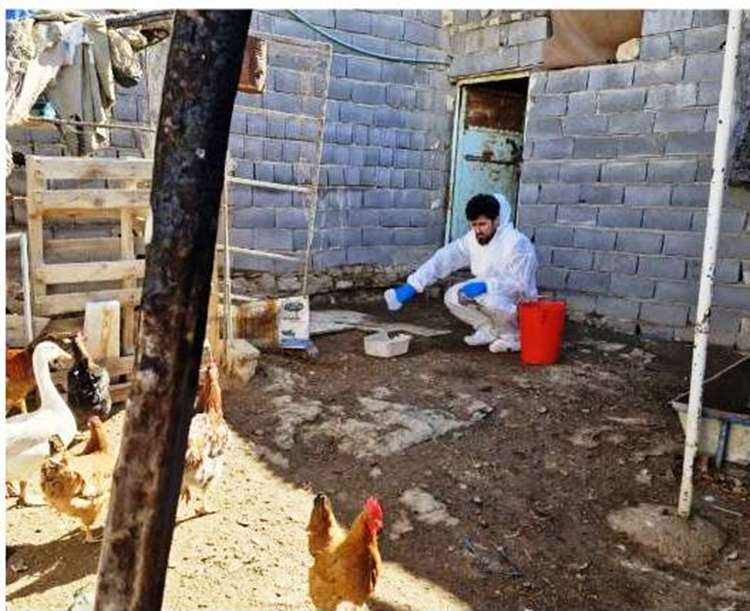 همزمان با هفته دولت ، واکسیناسیون رایگان طیور بومی علیه بیماری نیوکاسل در استان سمنان 