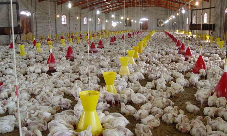 آغاز قافله‌ای نو در صنعت طیور؛ سمنان، بازوی پرتوان اقتصاد کشور