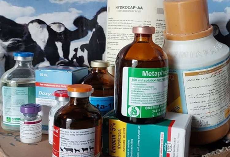 تولید ۶۵ درصد از داروهای دامی کشور؛ ستون فقرات سلامت دامپروری ایران