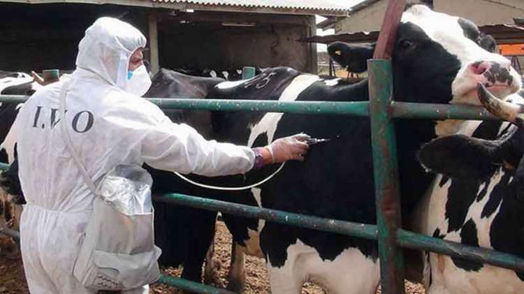 وظیفه مقدس دامپزشکی؛ پاسداری از گنجینه دامی و تضمین امنیت غذایی