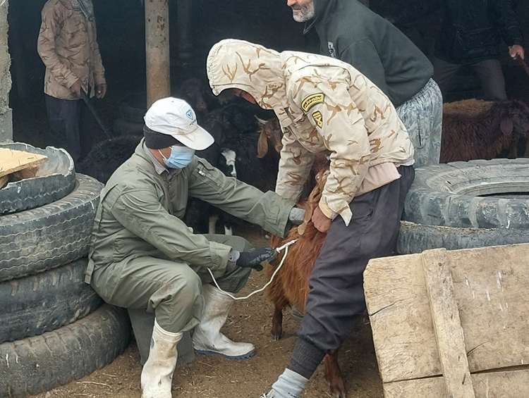 قرب به 4 میلیون و 900 هزار راس دام سبک و سنگین در استان سمنان واکسینه شدند